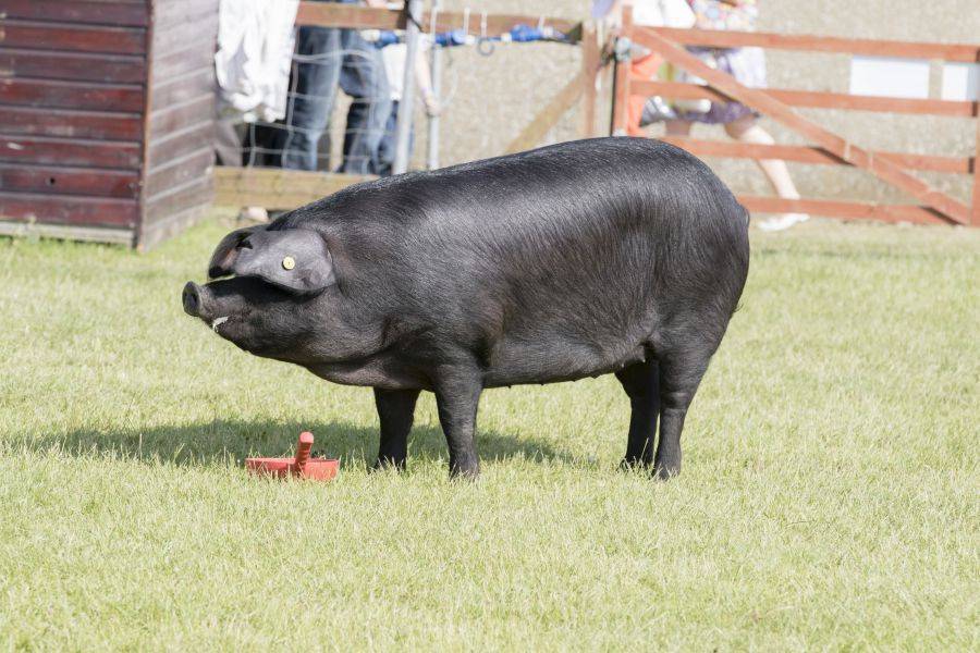 Белорусская черно-пестрая порода свиней