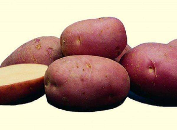 Сорт картофеля «лаура»: характеристика, описание, урожайность, отзывы и фото