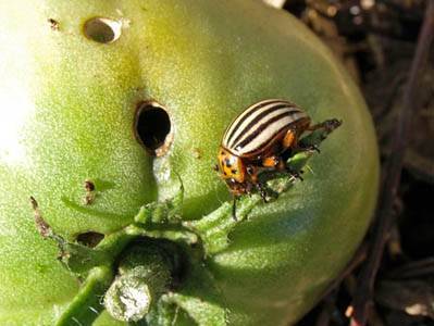 Колорадский жук на помидорах: как бороться, чем обрабатывать, как избавиться