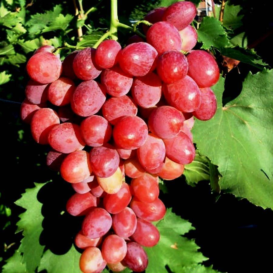 Виноград "кишмиш 342": описание сорта и его фото, особенности выращивания, болезни и вредители
