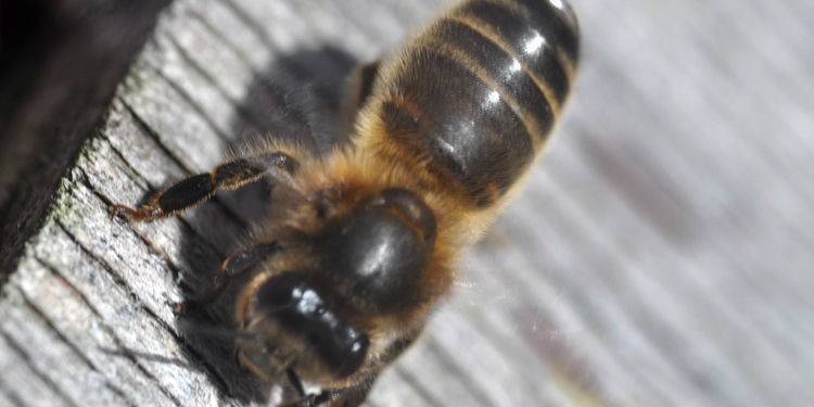 Может ли пчела быть плотником