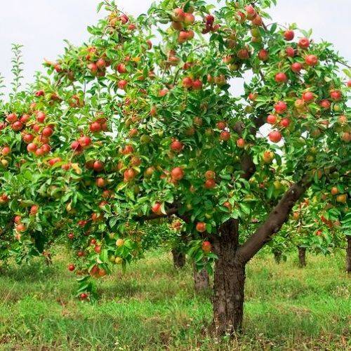 Адамово яблоко: лечебные свойства и противопоказания