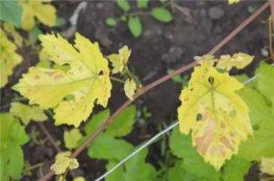 Причины по которым могут чернеть листья и ягоды винограда, как их устранить