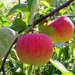 Яблоня богатырь - описание сорта, посадка и уход