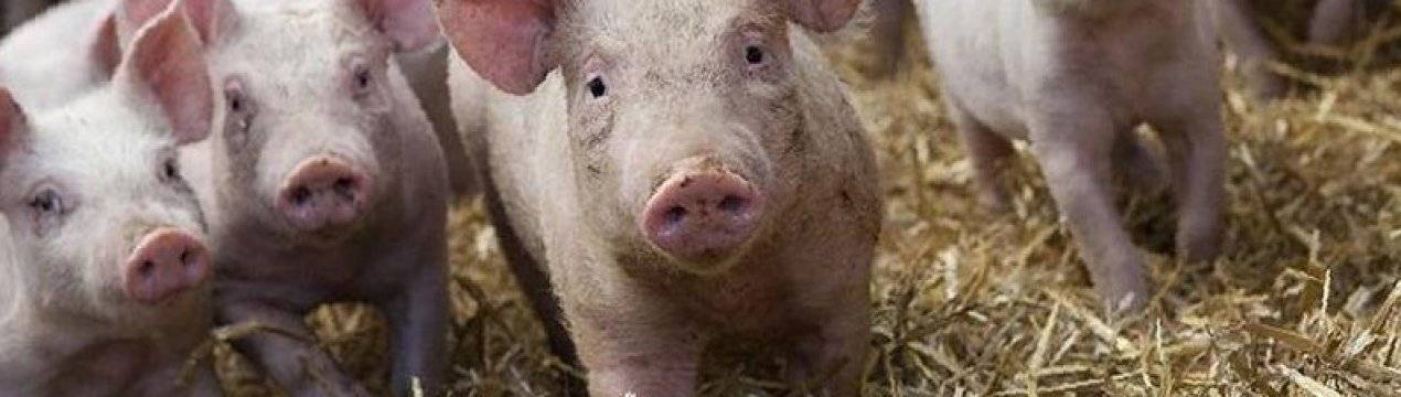 Порода свиней ландрас (30 фото): характеристика поросят, описание взрослых свиней мясной породы. правила кормления и ухода. отзывы владельцев