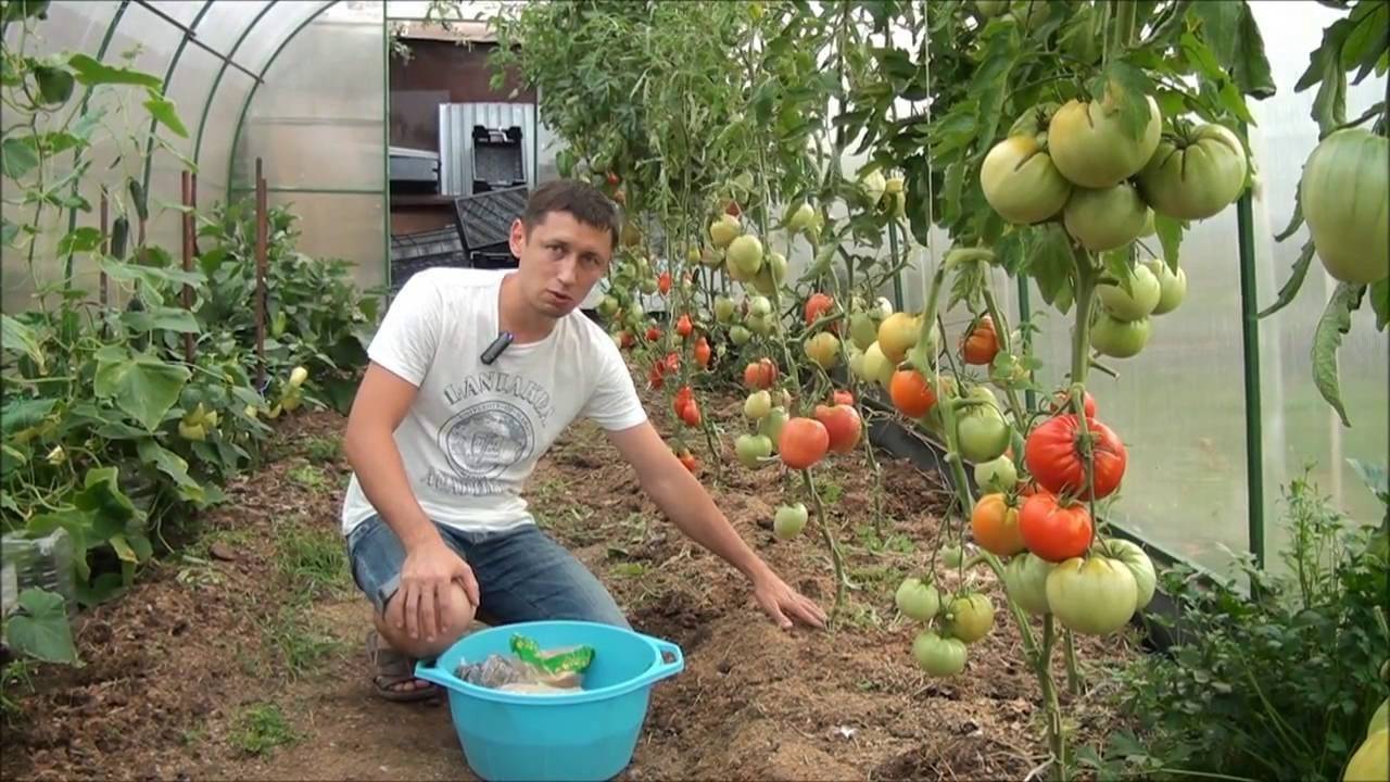 Сидераты для томатов осенью и весной. какие лучше использовать для восстановления почвы