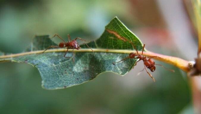 Борьба с муравьями в саду и цветнике проверенными способами