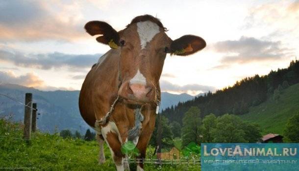 Причины, по которым горчит молоко у коровы