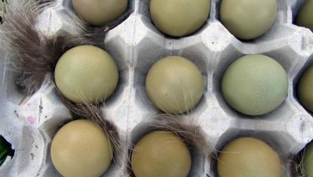 О яйцах фазана: таблица инкубации и вывод птенцов с помощью инкубатора