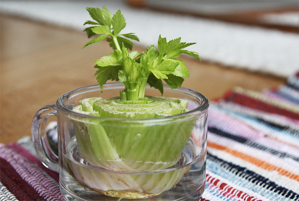 Выращивание листового салата на подоконнике
