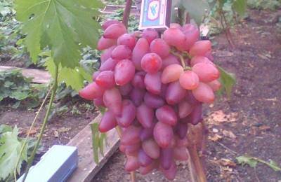 Розовые сорта винограда: обзор лучших столовых, универсальных и винных сортов