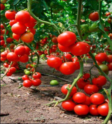 Препарат завязь для томатов – достойный урожай обеспечен
