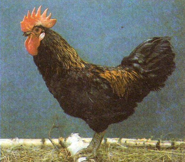 Московская черная порода кур - описание, цыплята, фото и видео | россельхоз.рф