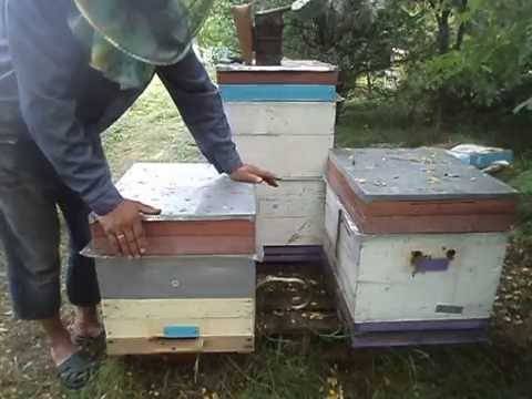 О меде в сотах: как употреблять, можно ли проглатывать пчелиные соты