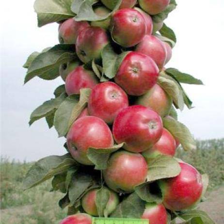 О яблоне Валюта колоновидная: описание сорта, характеристики, агротехника