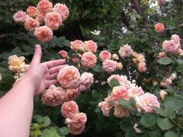 Описание розы-шраб сорта чиппендейл: выращивание паркового цветка, как ухаживать