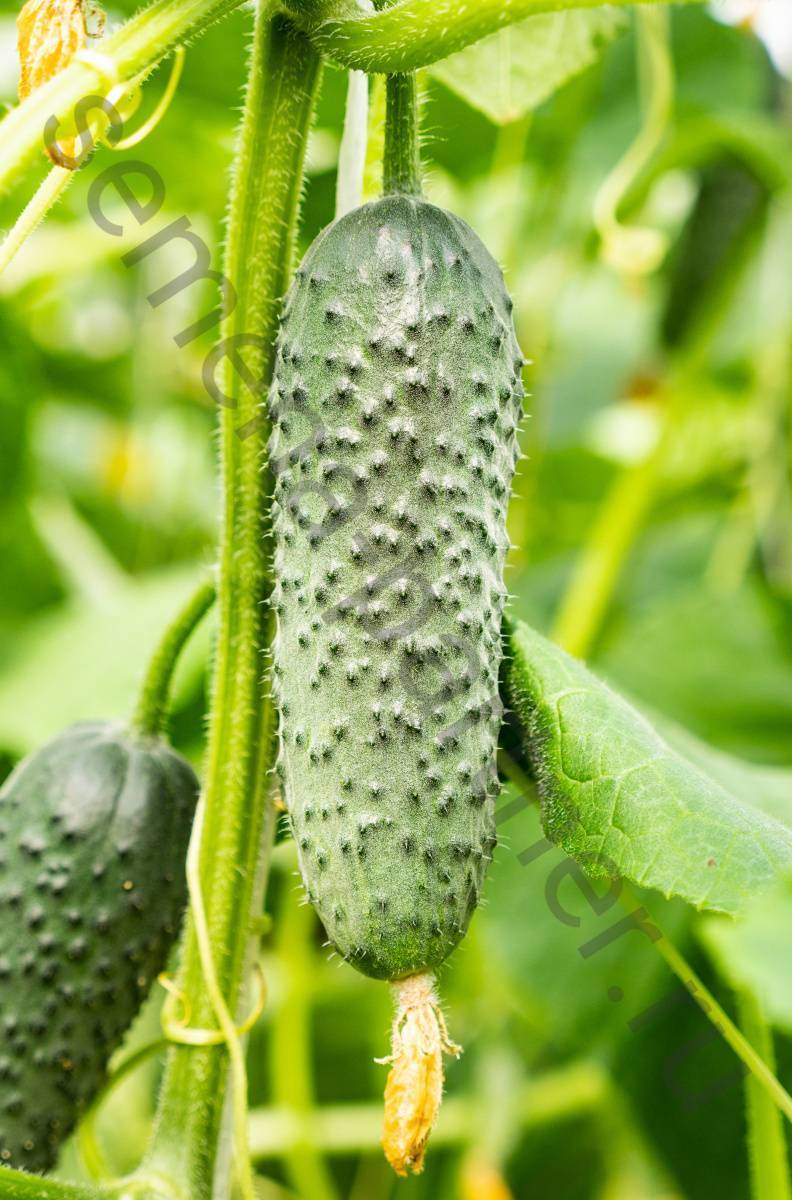 Огурцы: лучшие сорта и гибриды, агротехника выращивания