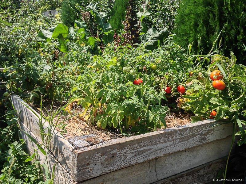 Выращиваем помидоры в открытом грунте и топ 10 советов по рассаде томатов