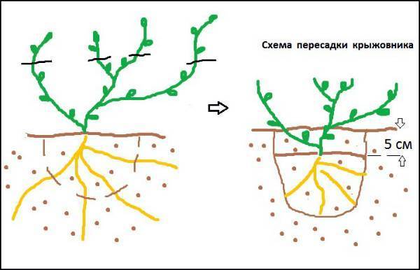 Как и когда посадить саженец крыжовника осенью и весной