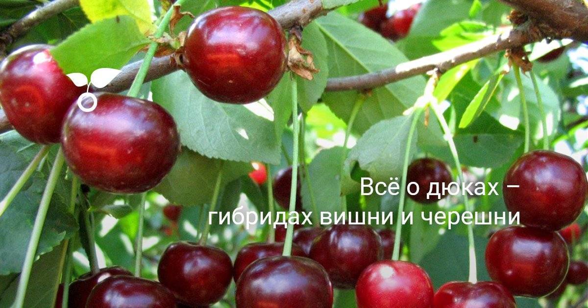 Чем вишня отличается от черешни? описание, сорта