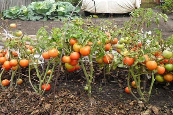 Томат сенсей: отзывы, фото, урожайность, описание и характеристика | tomatland.ru