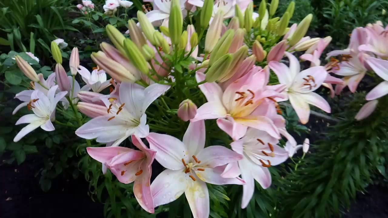 Посадка лилии марлен — отзывы об уходе за растением