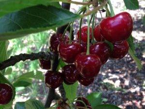 Почему вишня не плодоносит и что советуют делать опытные садоводы