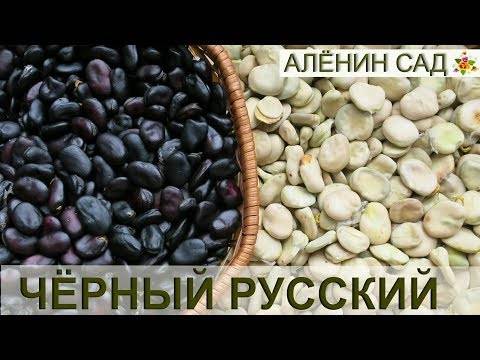 Посадка бобов овощных