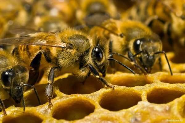 О диких пчелах: улей лесных пчел, укус дикой пчелы, где живут, как выглядят
