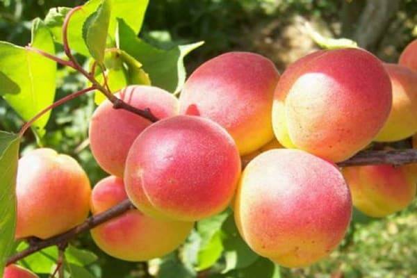 Чем и как обработать абрикос весной от болезней и вредителей