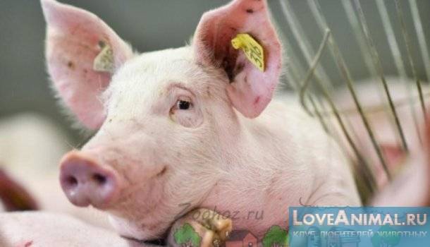 Как диагностируется и лечится рожа у свиней