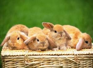 Что делать, если у кролика понос, чем лечить, чтобы не сдохли