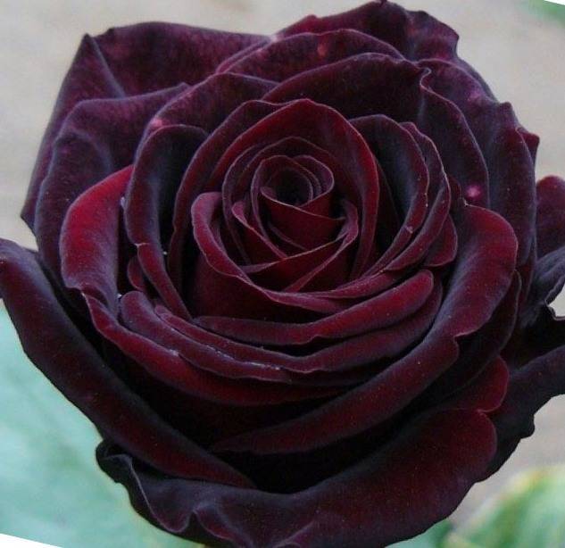 Что такое метка черной розы в магии. черные розы: что означают? черная роза и магия
