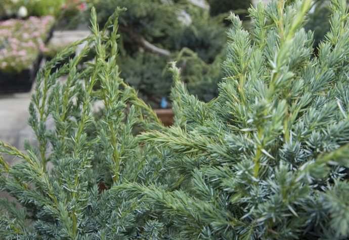 Можжевельник средний минт джулеп (juniperus media mint julep)