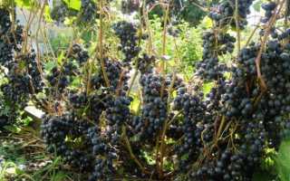 Описание сорта винограда Памяти Домбковской: преимущества, особенности