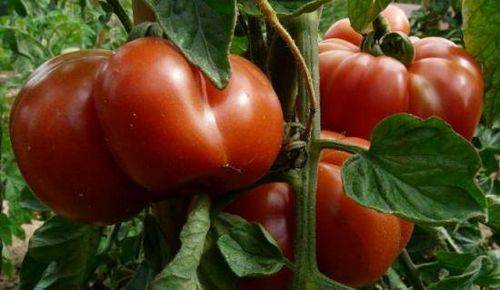 Китайский способ выращивания рассады томатов: что это за метод разведения помидоров, каковы плюсы и минусы технологии, как соблюсти все нюансы от "а" до "я"?