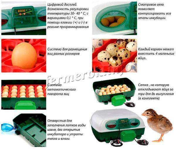Что такое инкубация яиц индоутки и как ее правильно провести?