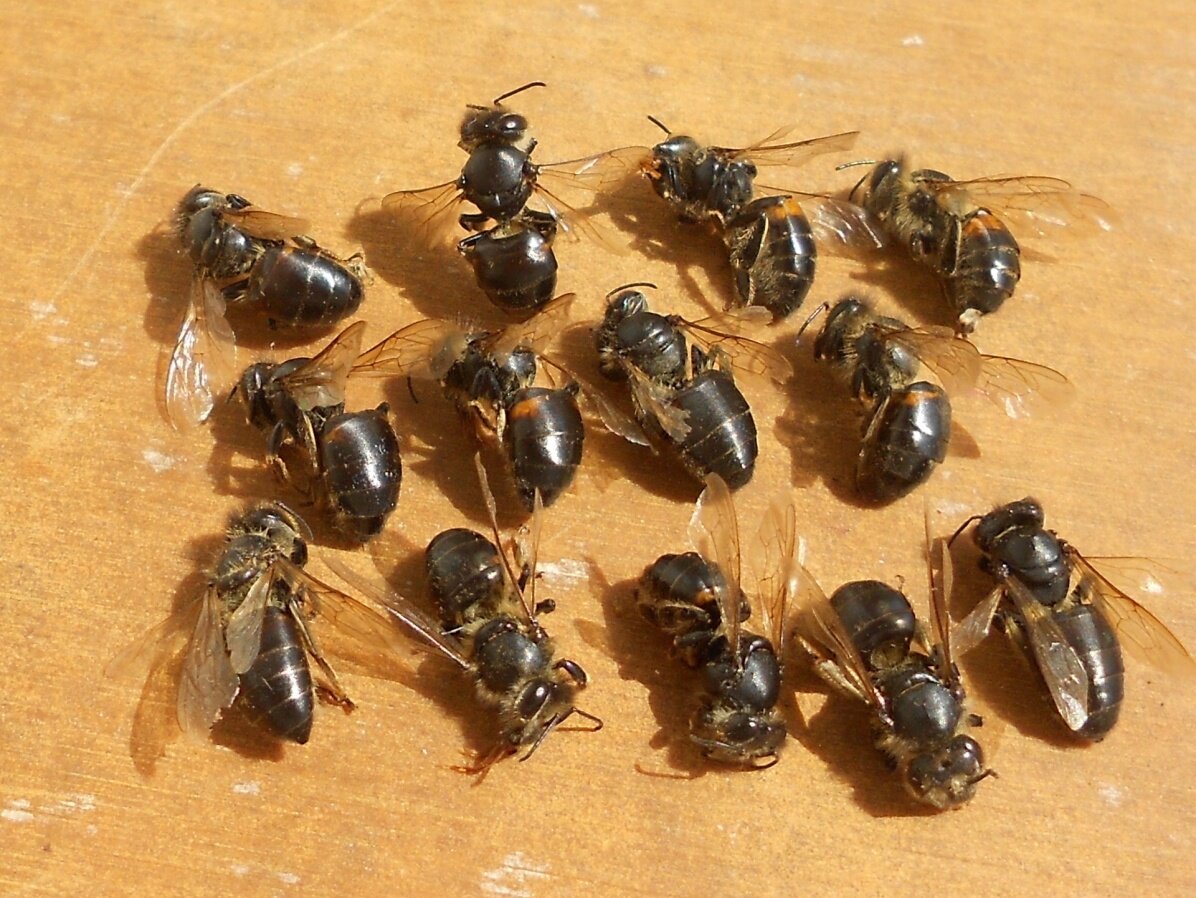 15 опасных болезней пчел их признаки и лечение