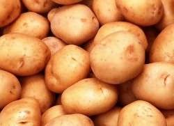 Как отвоевать урожай картофеля у колорадского жука и проволочника?