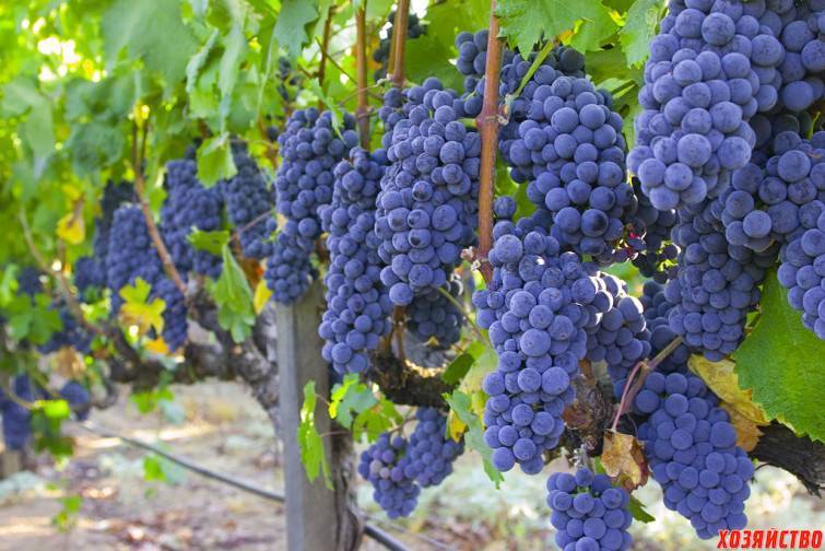 Самый лучший виноград: элитные, международные, самые вкусные столовые сорта