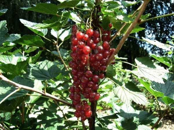 Высокоурожайный сорт пленивший многих — красная смородина «ненаглядная»