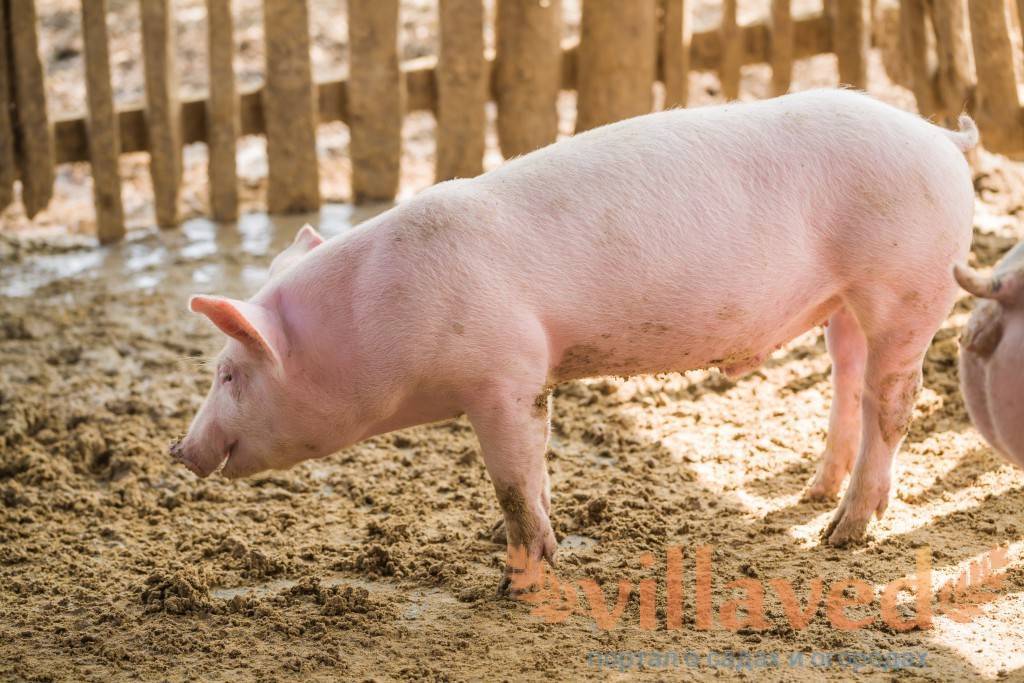 Ландрас – порода свиней мясосального типа с высокой продуктивностью 2020