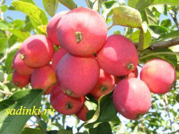 Характеристика яблони сорта конфетное и агротехника выращивания