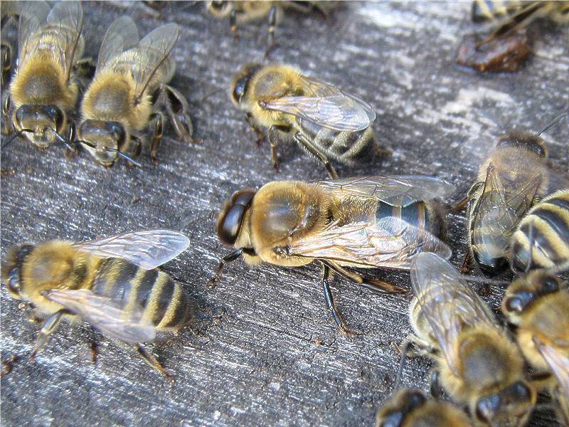 Способы искусственного размножения пчел
