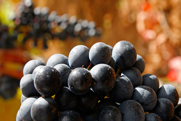 Шардоне - технический сорт винограда