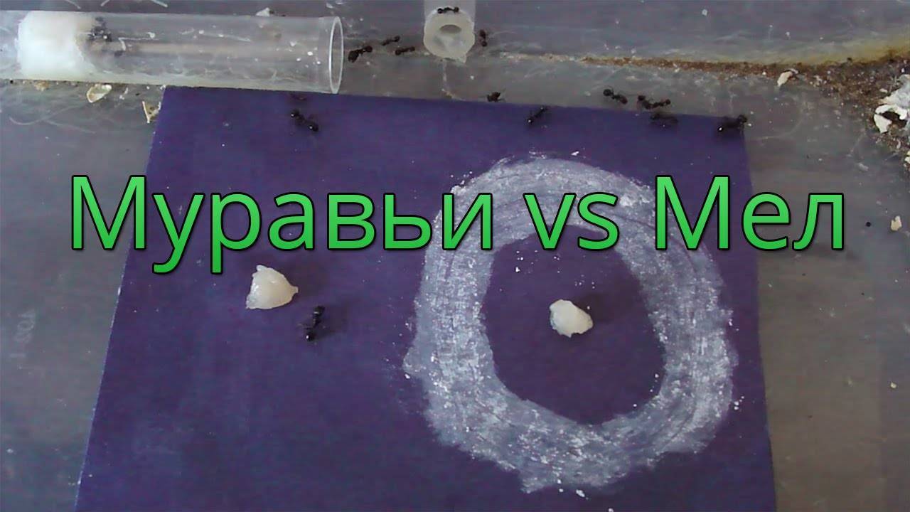 Инсектицидные средства от муравьев  — критерии выбора и сравнительная оценка 22-х препаратов