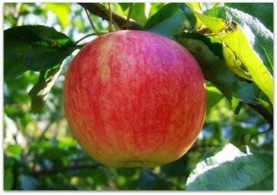 Сорт яблони штрифель – описание, фото
