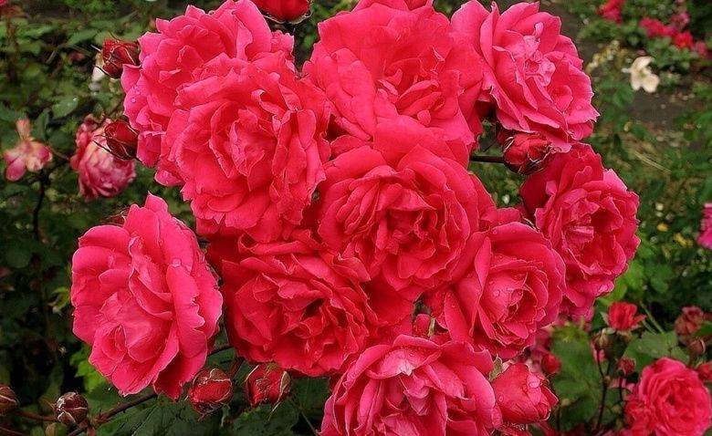 Чайная роза (46 фото): самые популярные сорта чайной розы с названиями, цвет роз и особенности сорта «дэй»