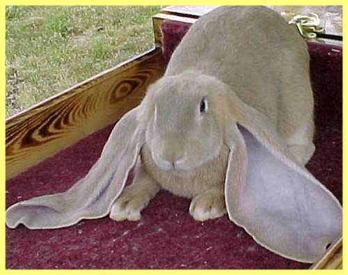 Декоративный кролик в домашних условиях, как правильно содержать и ухаживать?