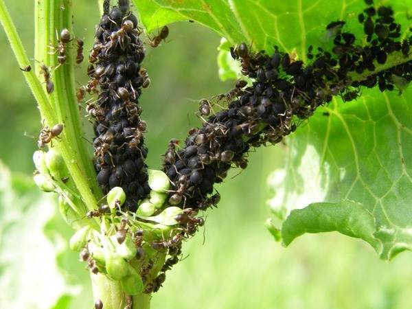 Как избавиться от муравьев в теплице: лучшие современные и “дедовские” методы